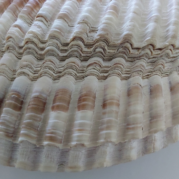 Large Cockle Shell - Picture 6 of 7